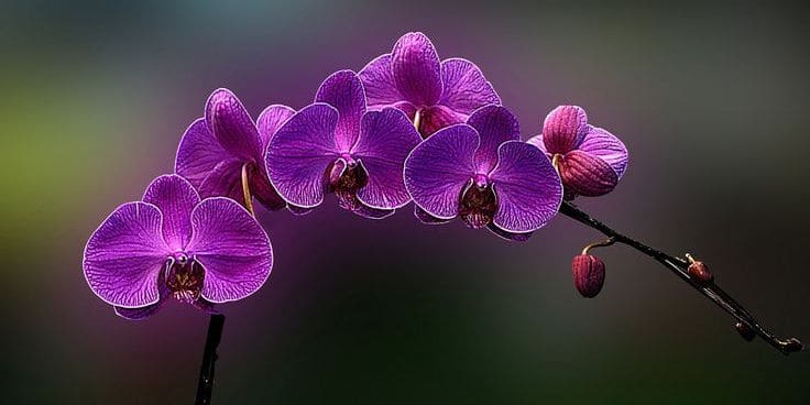 orchid flower - purple color