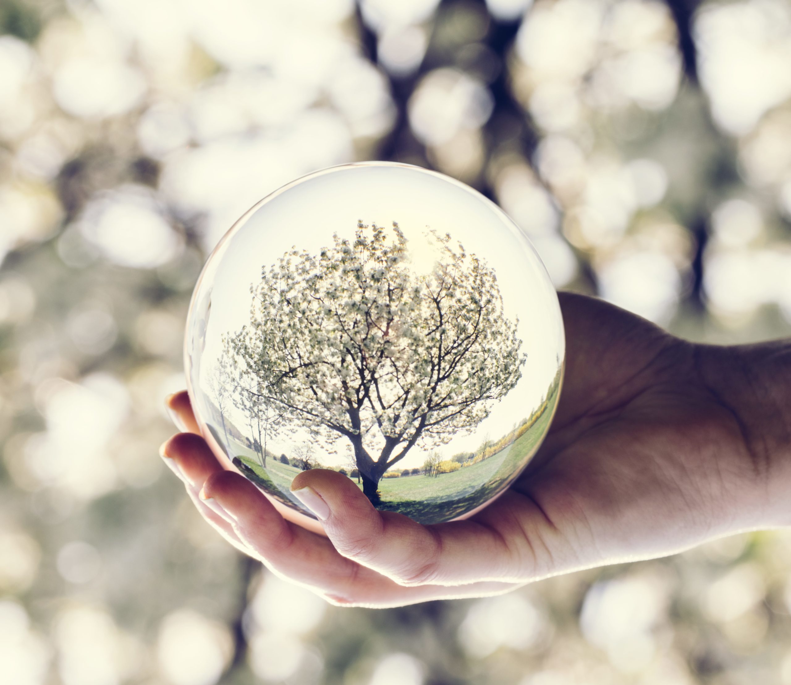 tree reflection in a glass ball