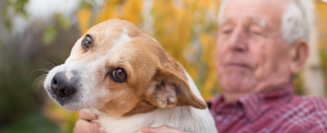 The Various Benefits of Pets for Older Adults