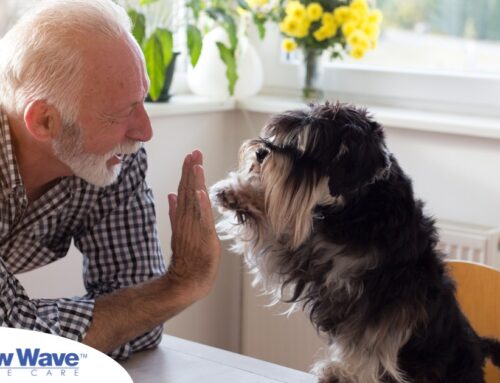 Empathy in Action: Strategies for Professional Caregivers Handling Client’s Beloved Pets
