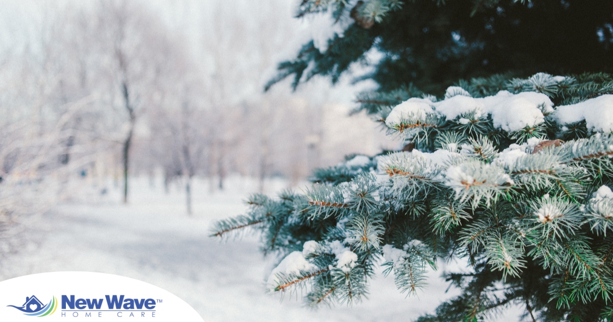 A tree and road are covered in snow representing winter and the senior safety that should be prioritized during the season.